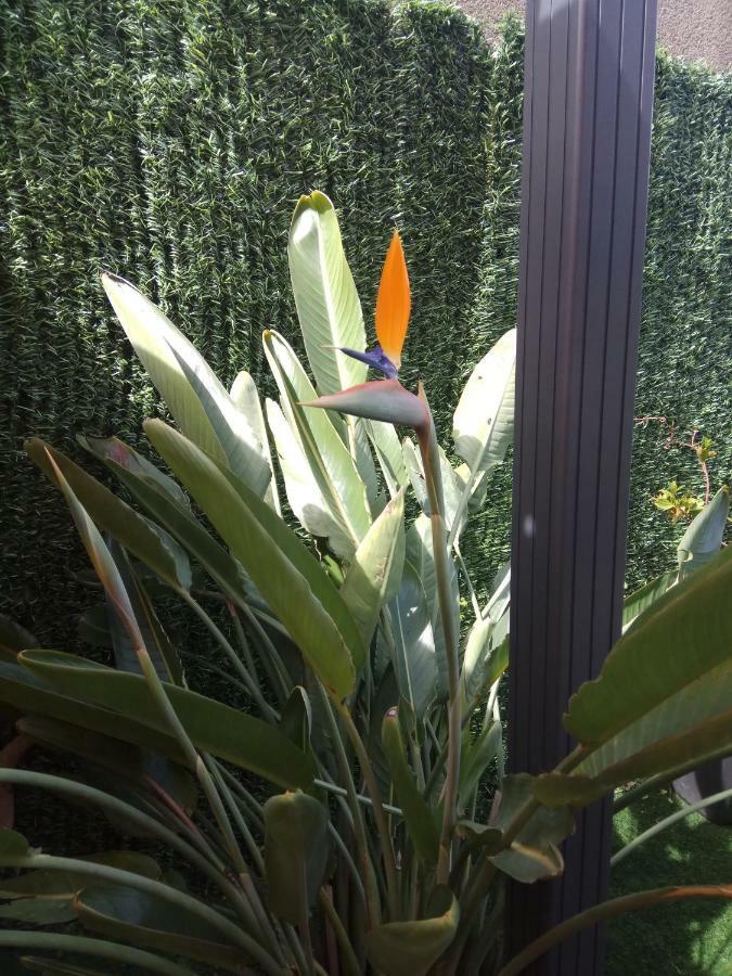 Apartment Garden Caldas De Reis Exterior photo